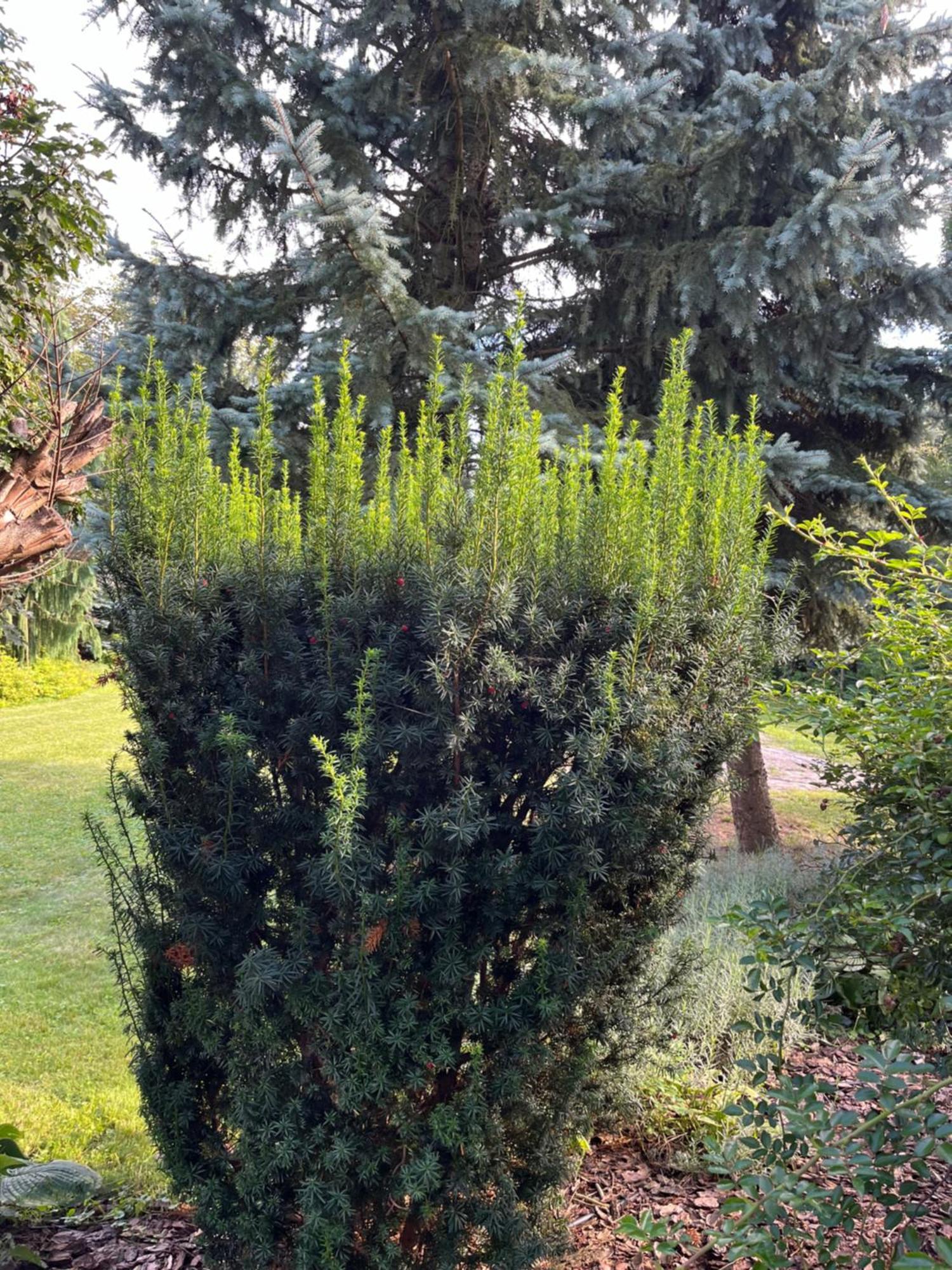 Dom Z Ogrodem W Krakowie Willa Kraków